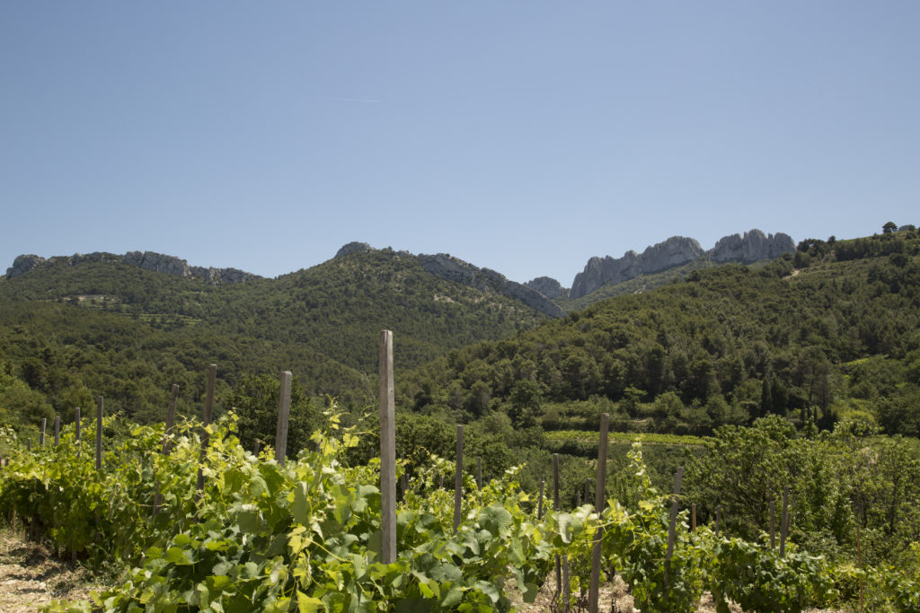Vineyards and The Dentelles de Montmirail, Gigondas