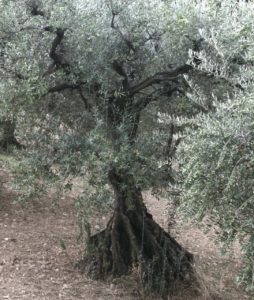 Olive tree, Provence