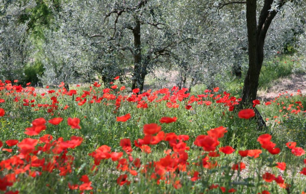 Poppy field and olive grove, Provence
